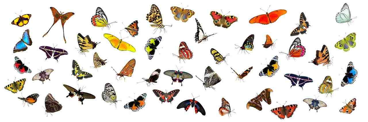 animaux, papillons, papillon